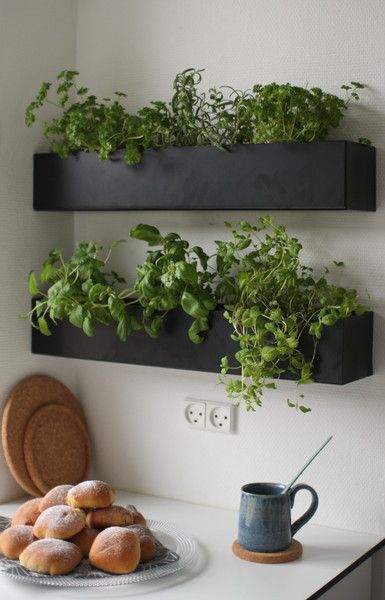 Растения в черных ящиках на кухне