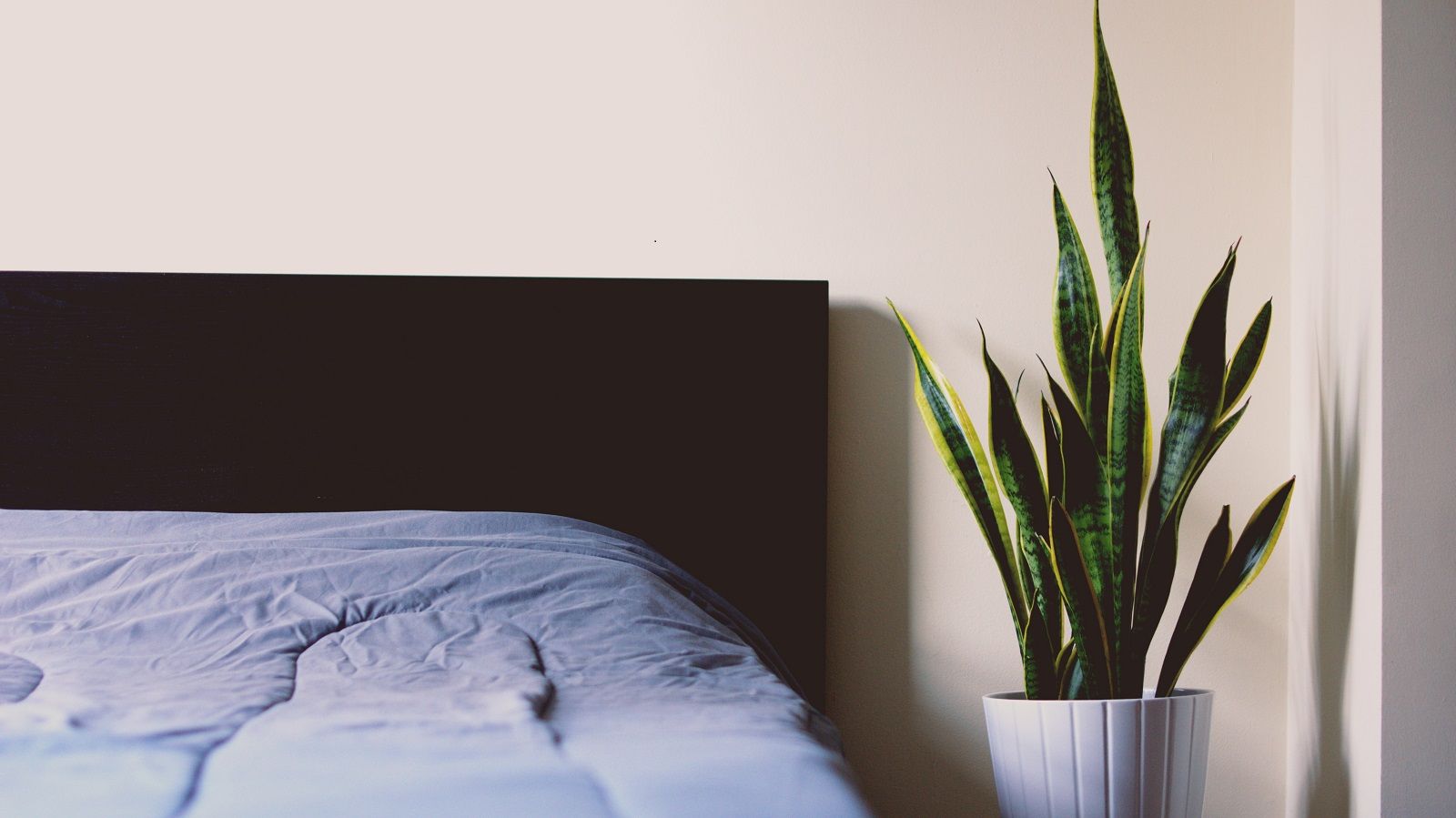 How Including Plants in the Bedroom Can Improve Sleep Quality. Plant in white vase next to the bed