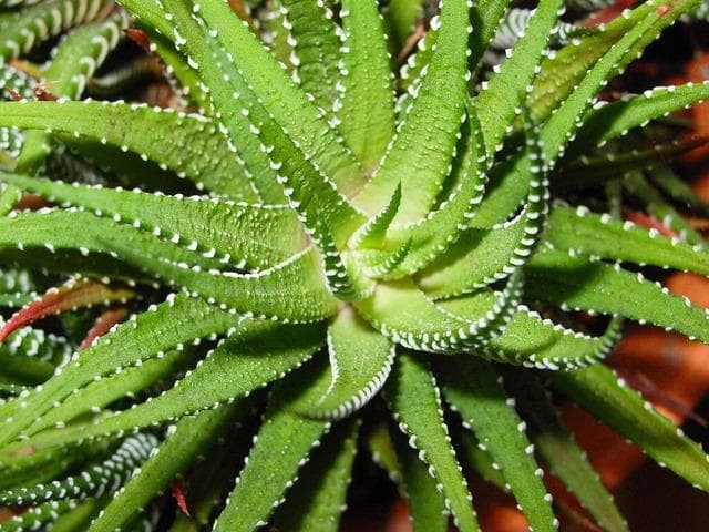 Best Houseplants to De-Stress Your Home and Purify the Air. Aloe vera plants 2