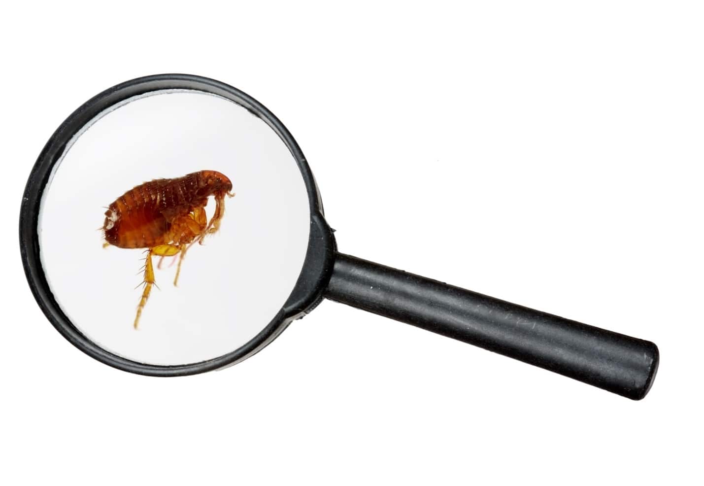 How to Get Rid of Fleas Safely and Fast. The flea under the magnifier