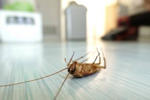 5 Common Household Pests and How to Keep Them Away. Dead cockroach on the floor