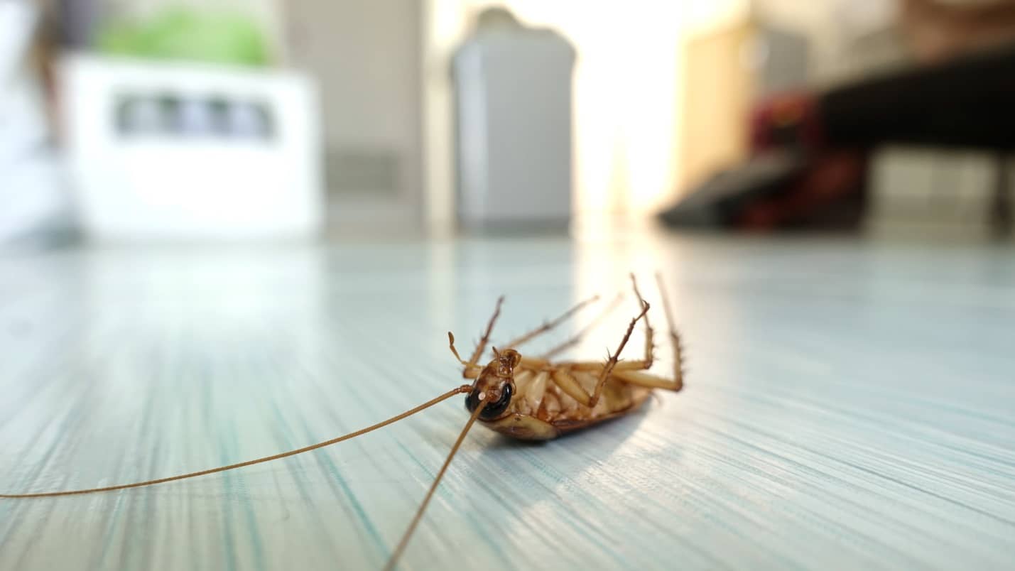 5 Common Household Pests and How to Keep Them Away. Dead cockroach on the floor