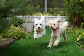 Landscaping for Pets: How to Make a Pet-Friendly Yard. Two poodles playing with tennis ball