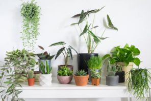 Caring about Health: Easy Ways to Humidify Your Home. Greenery in totally white room