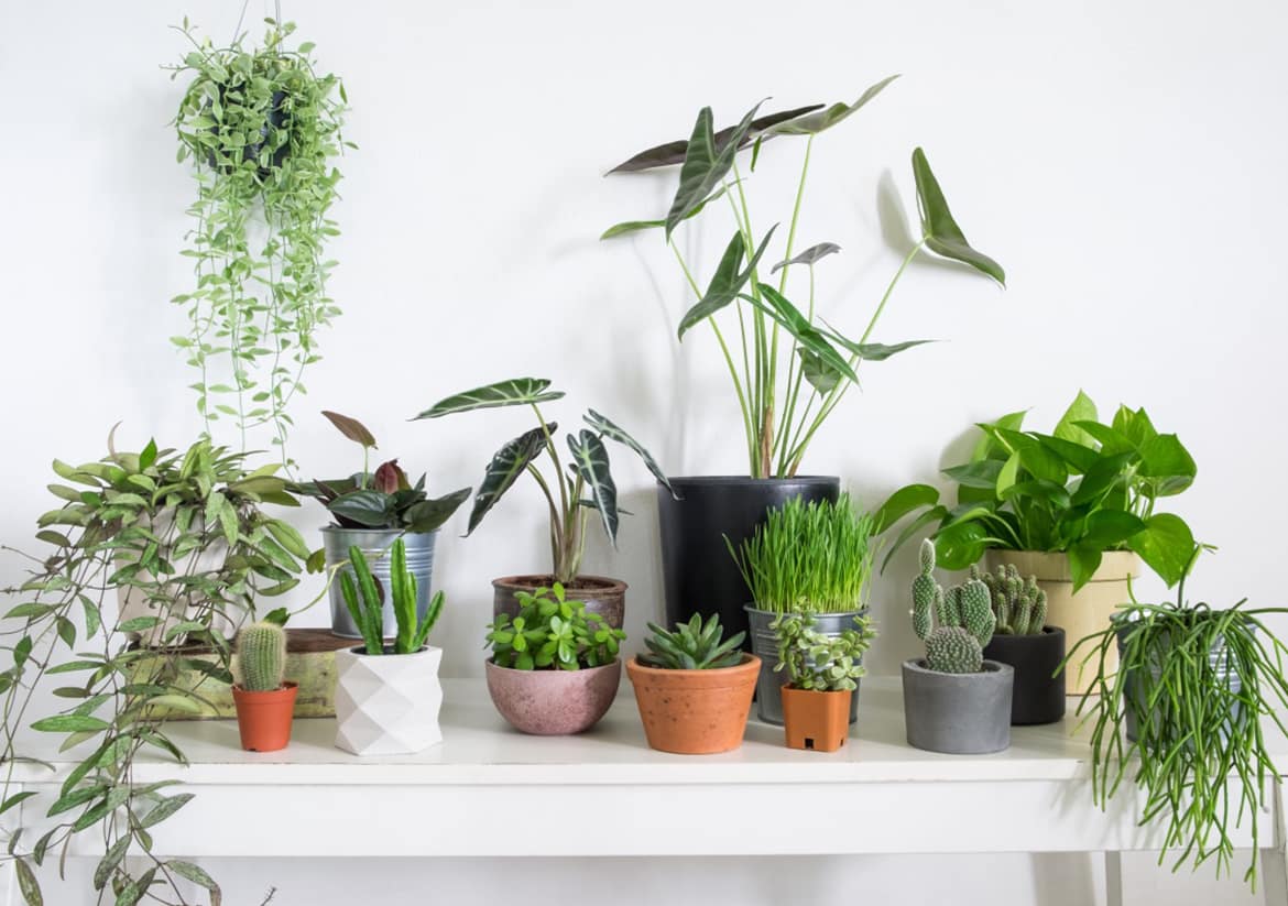 Caring about Health: Easy Ways to Humidify Your Home. Greenery in totally white room