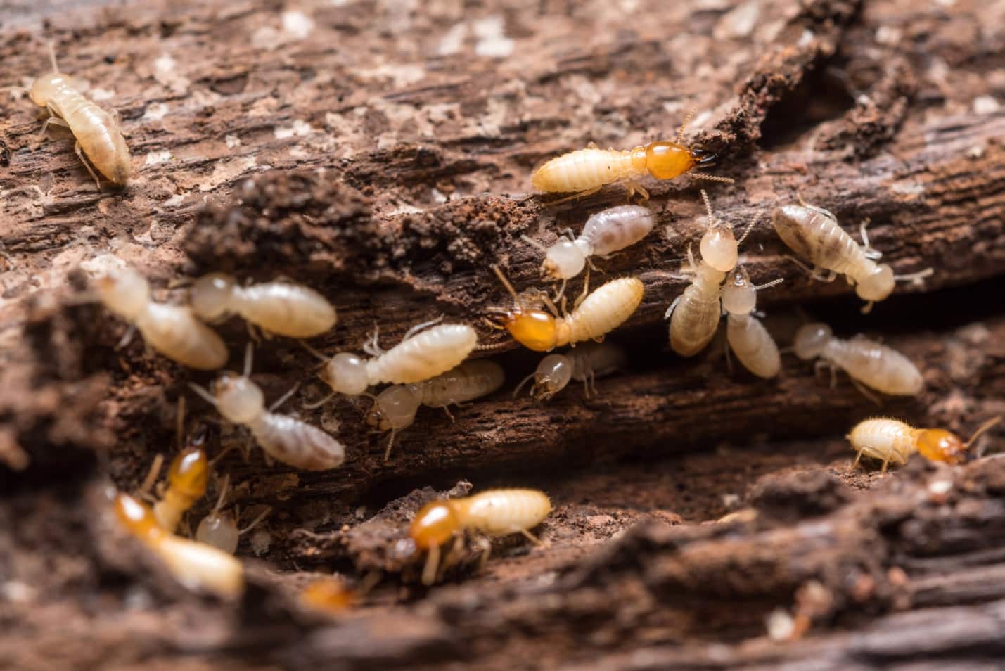 How to Identify Drywood Termite Sign and Prevent Them. Small termites on the wood