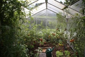 How to Choose the Right Type of Greenhouse for Your Garden? Simple constructed PVC film tent with tomatoes