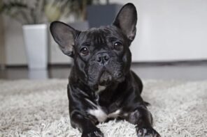 Tips for Living with a Dog in a Small Apartment. Black French bulldog at a fluffy rug