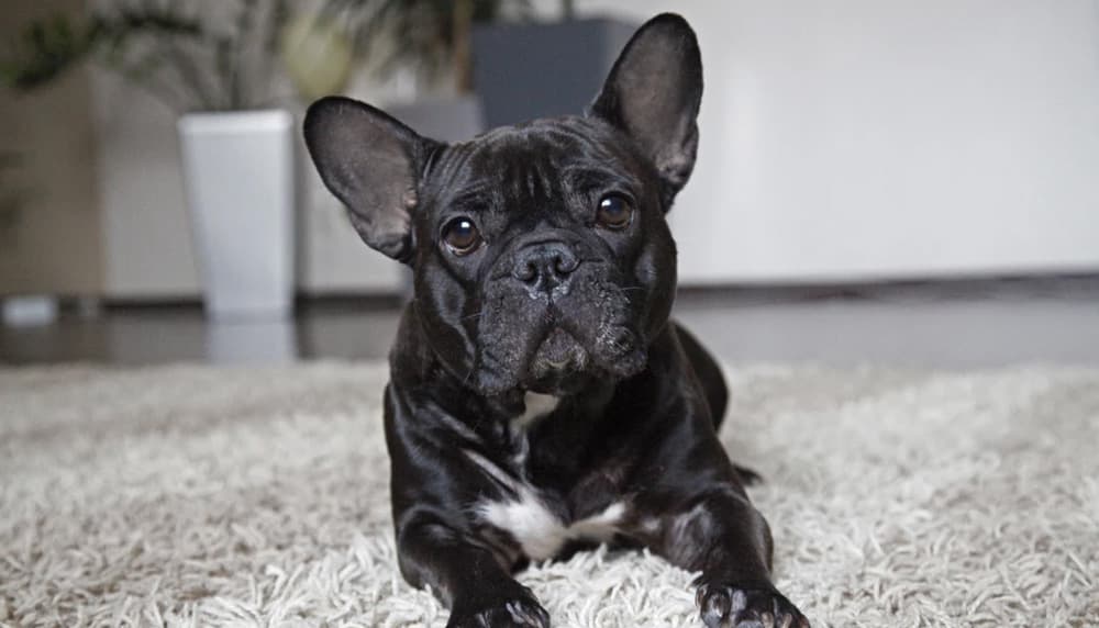Tips for Living with a Dog in a Small Apartment. Black French bulldog at a fluffy rug