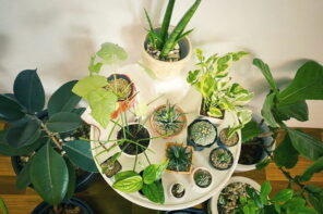 5 Useful Tips on How to Cherish Your Indoor Plants. A large amount of pots on the round table
