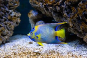 Maintain A Clean And Healthy Tank With These 6 Tips. Freshwater butterflyfish in the aquarium