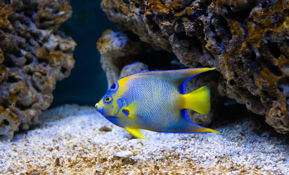Maintain A Clean And Healthy Tank With These 6 Tips. Freshwater butterflyfish in the aquarium