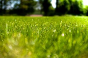 How to Strategically Use Turf Grass in Your Lawn. Close up of the greengrass