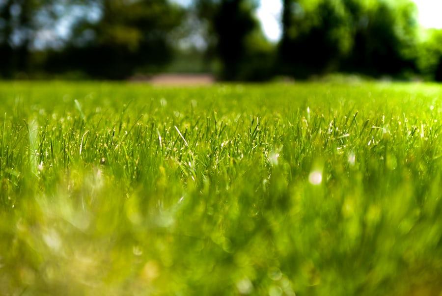 How to Strategically Use Turf Grass in Your Lawn. Close up of the greengrass