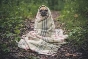 Air Conditioning Advice: Important Tips To Help You Stay Warm During Winter. Cute pug in the blanket