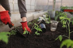 How To Choose The Right Plants For Your Garden. Loosening of the soil around the plants