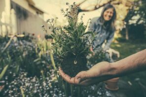 How To Find The Top Gardening Gear And Make Your Job Easier. The plant in soil