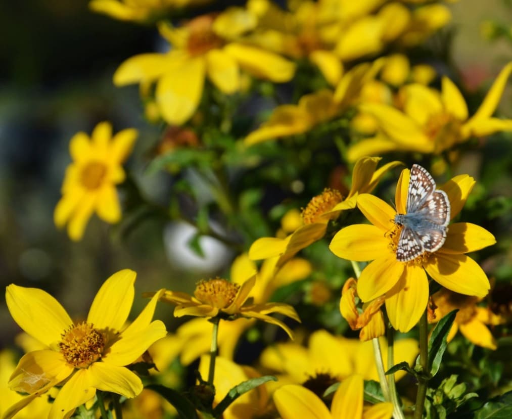 How To Get The Most Out Of A Small Garden. The wildlife at the open air - the butterfly on Heliopsis scabra flower 