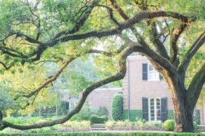 6 Signs You Need A Tree Removal Service. The house with wild nature around and trimmed backyard