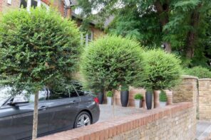 7 Best Evergreen Trees for Gardens. Ligustrum line in front of the house