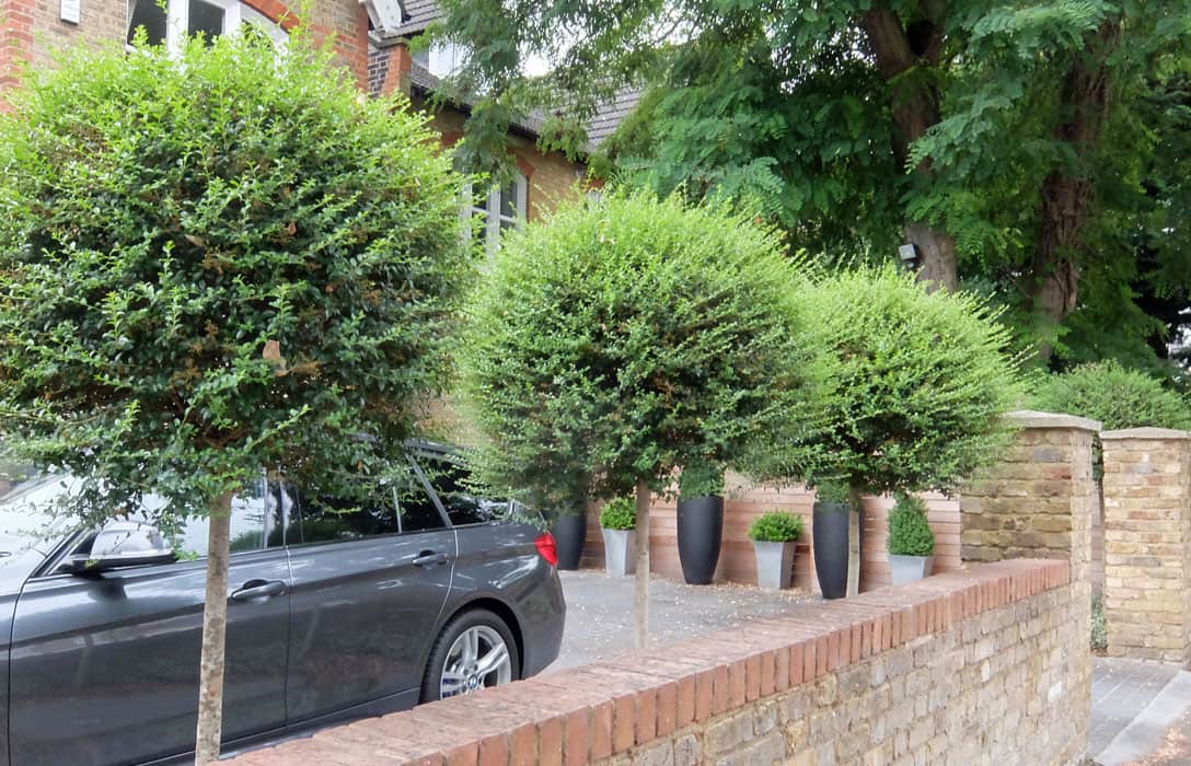 7 Best Evergreen Trees for Gardens. Ligustrum line in front of the house