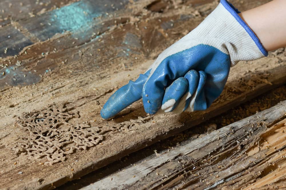 How to Protect Your Wood Furniture from Termites. The result of damage by insects on the wooden board